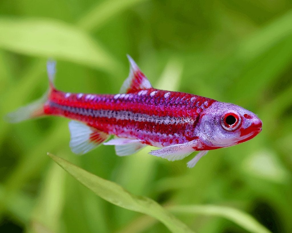 Regenboog elrits, rainbow shiner, notropis chrosomus,, Dieren en Toebehoren, Overige soorten