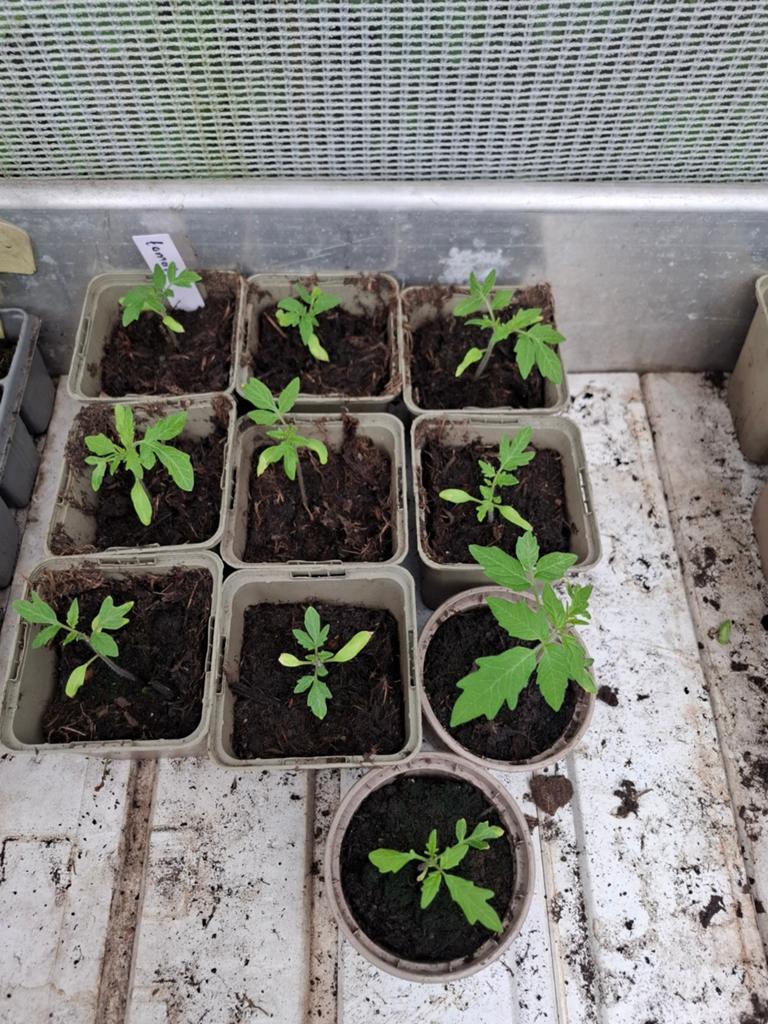 Bio tomatenplanten, tomaten, Ophalen, Volle zon, Groenteplanten, Eenjarig