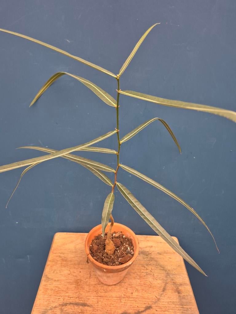Caudex Brachychiton rupestris p10 (3), Ophalen of Verzenden, Halfschaduw, Minder dan 100 cm