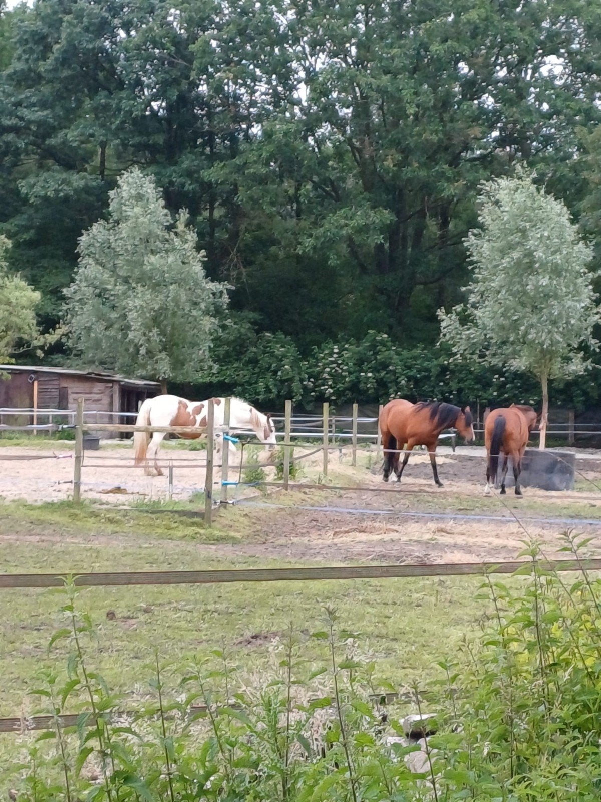 Plekje vrij op gezellige kleinschalige pensionstal!, Dieren en Toebehoren, Stalling en Weidegang
