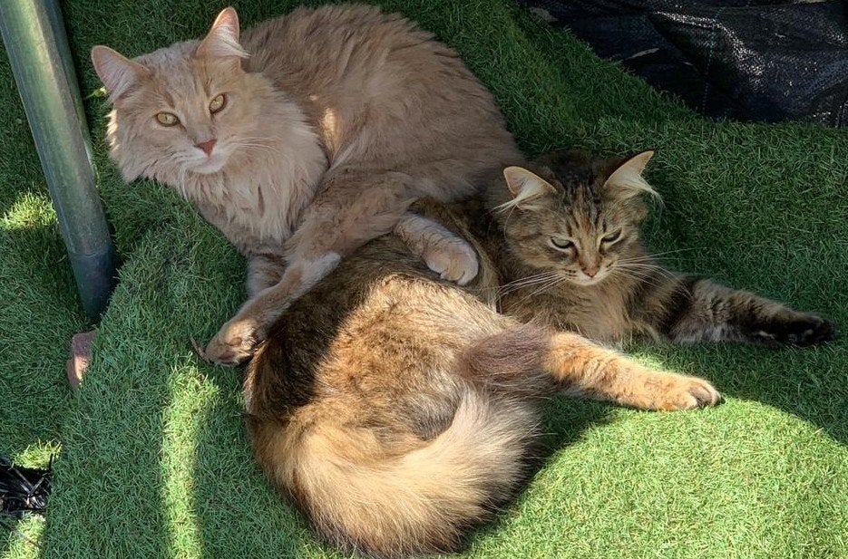Mainecoon poes 8 jaar zoekt gouden mandje, Dieren en Toebehoren, Poes, Gechipt