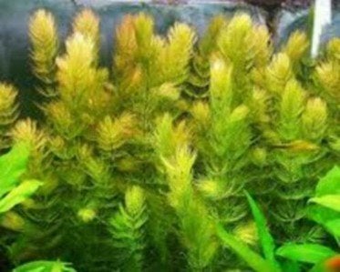 Hoornblad, makkelijke aquariumplant, Ophalen of Verzenden, Zo goed als nieuw, Plant(en), Steen of Hout