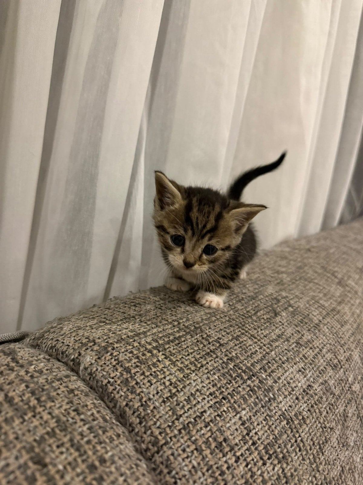 kittens, Meerdere dieren