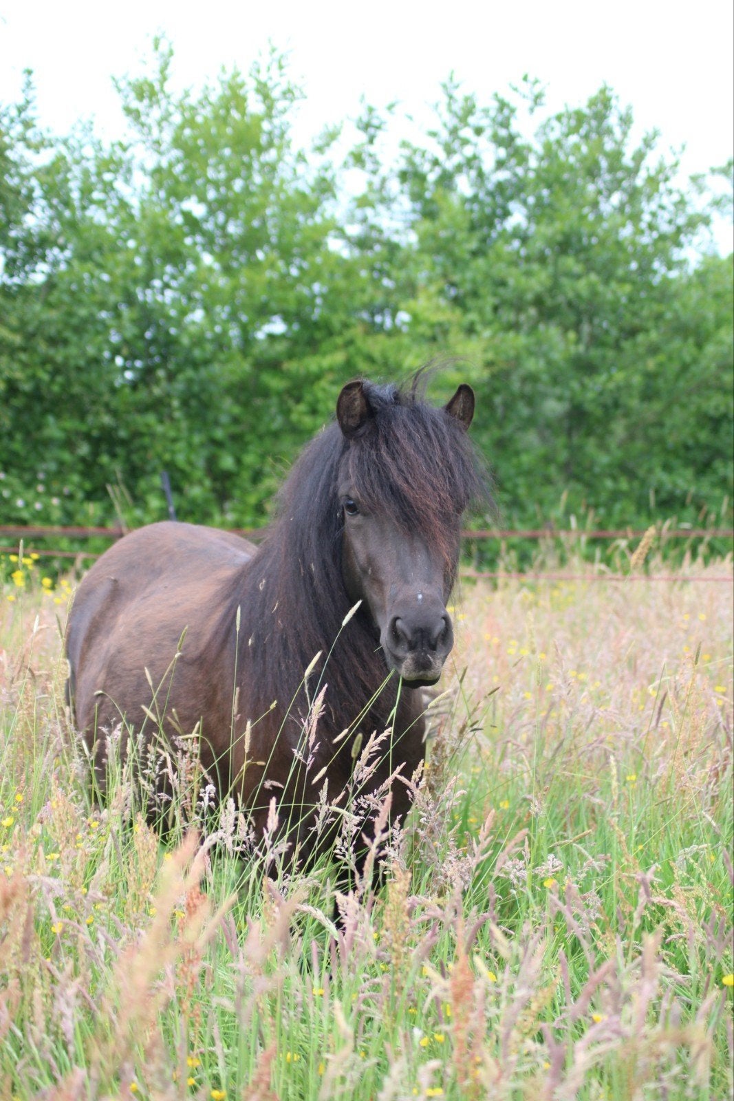 Lieve Shetlander merrie 1,10m!, Dieren en Toebehoren, Pony's, Merrie, A pony (tot 1.17m), Met stamboom, 3 tot 6 jaar
