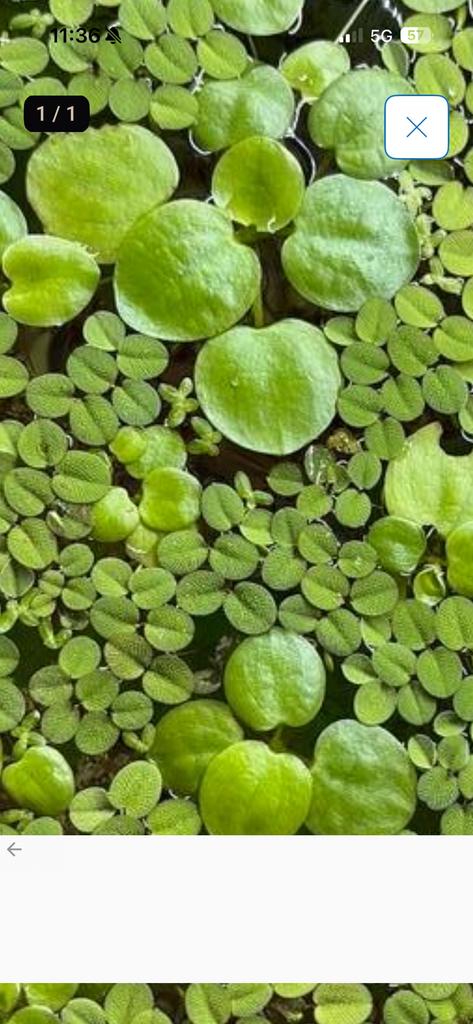 Gratis drijfplantjes voor tropisch aquarium, Dieren en Toebehoren, Vissen | Aquaria en Toebehoren, Ophalen, Plant(en), Steen of Hout