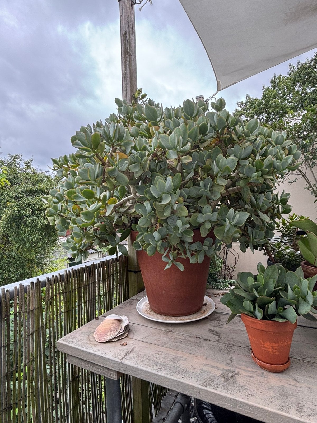 Plant | vetplant | geldboom, Ophalen, Volle zon, Overige soorten