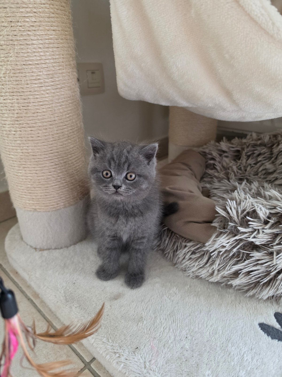 Britse Korthaar kittens, Dieren en Toebehoren, Meerdere dieren, Ontwormd, 0 tot 2 jaar