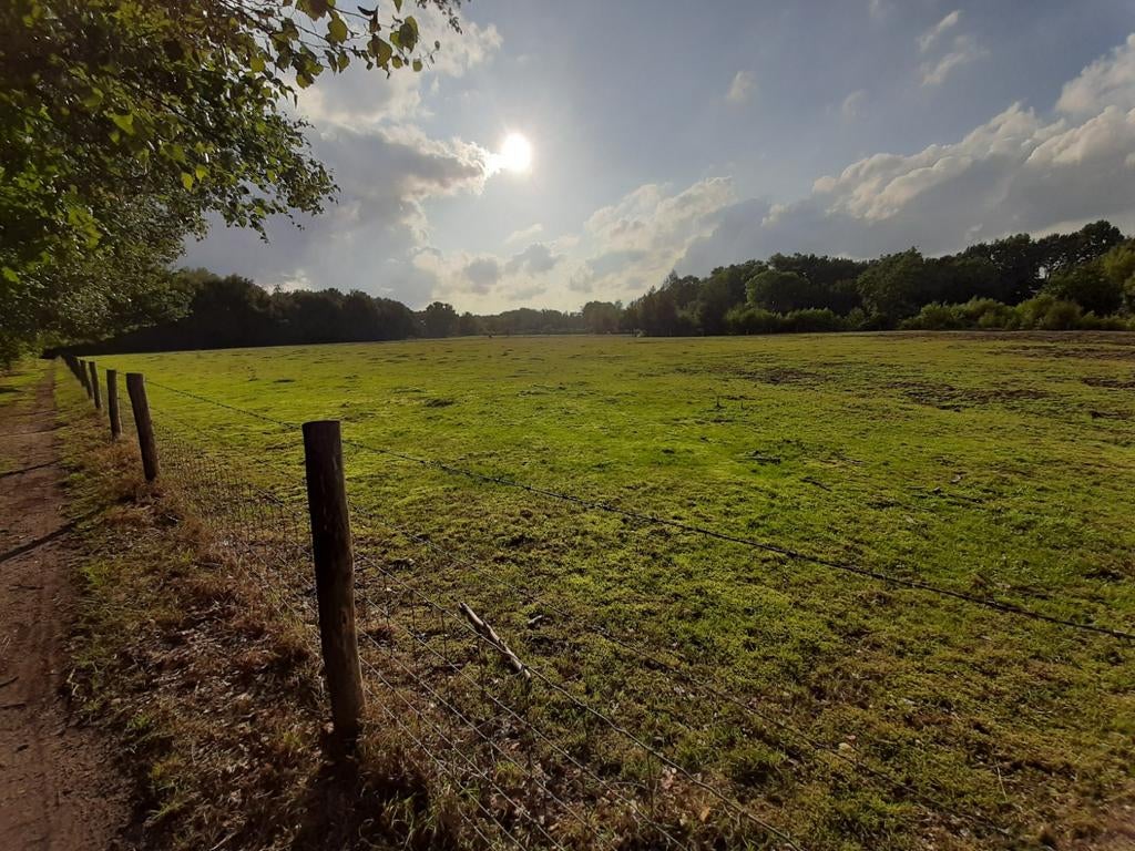 Gezocht weiland voor paarden