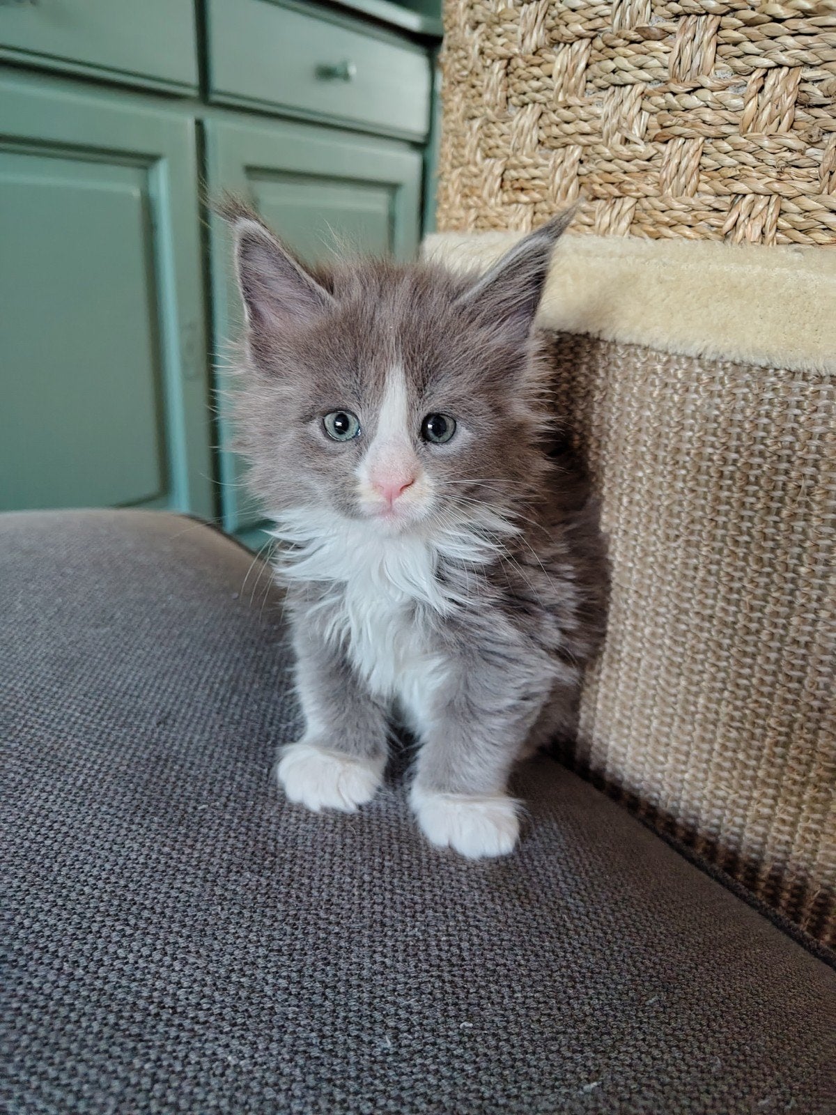 Mainecoon Kittens 5 weken, Kater, Met stamboom