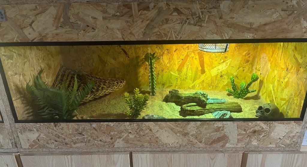 Dwergbaardagaam + osb terrarium 100x50x50 + toebehoren, Ophalen, Zo goed als nieuw, Terrarium of Paludarium