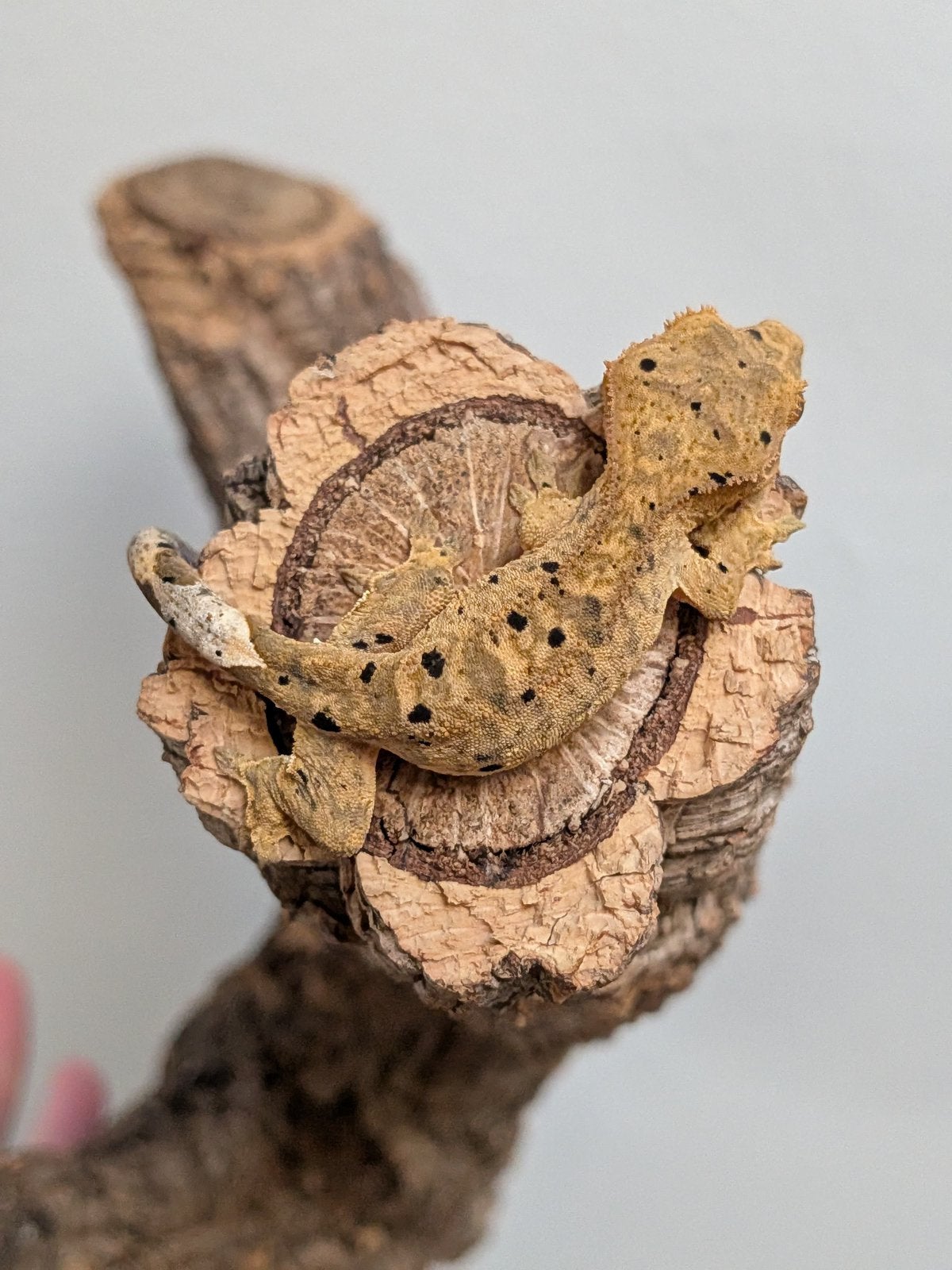 Super Dalmatian Wimpergekko, Dieren en Toebehoren, Hagedis, 0 tot 2 jaar