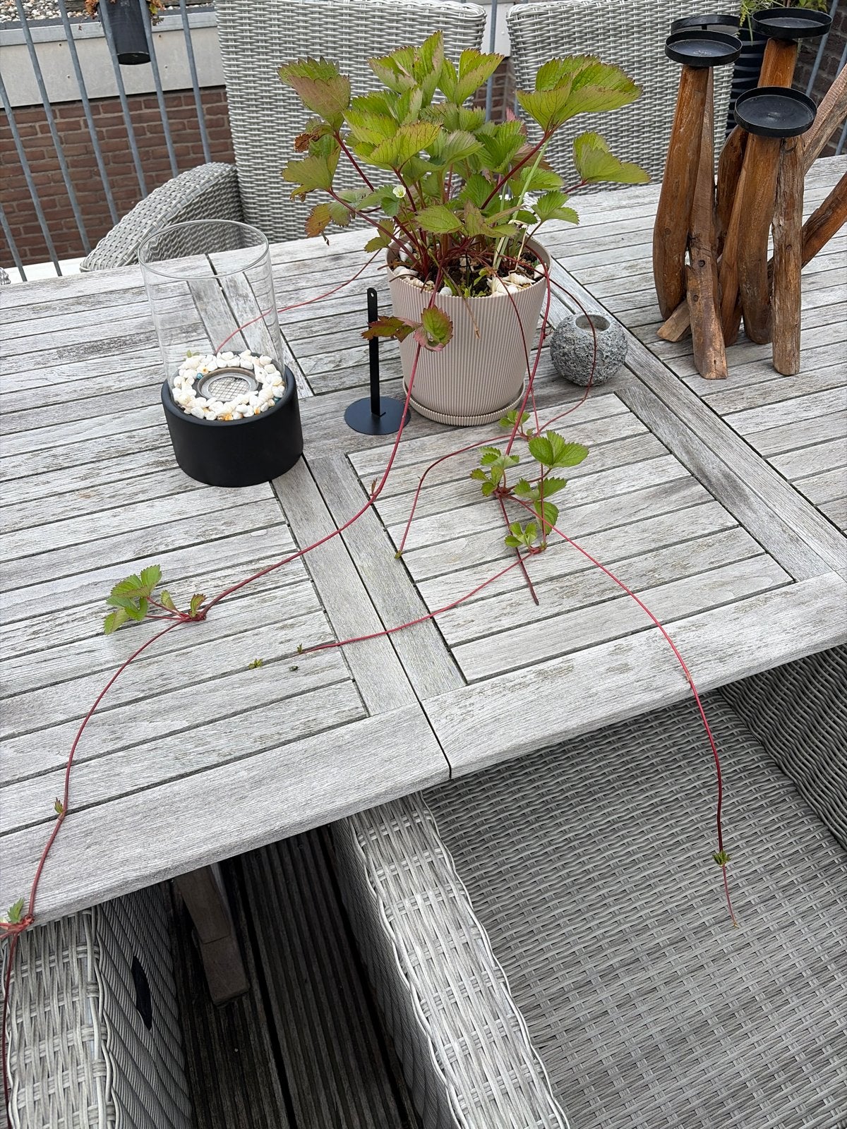 Aardbeienplant stekjes - Kweek je eigen aardbeien!, Tuin en Terras, Planten | Tuinplanten, Volle zon, Vaste plant, Ophalen of Verzenden
