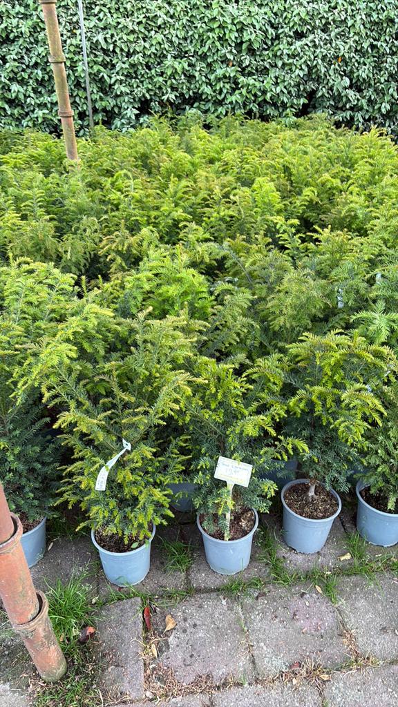 Taxus, Ophalen, Taxus, Minder dan 100 cm