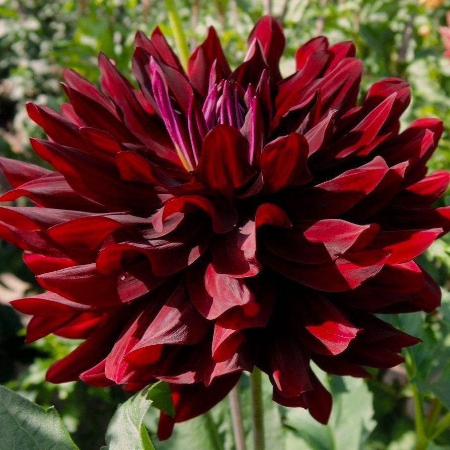 Dahlia hollyhill black beauty knollen, Tuin en Terras, Ophalen of Verzenden, Voorjaar, Volle zon, Knol