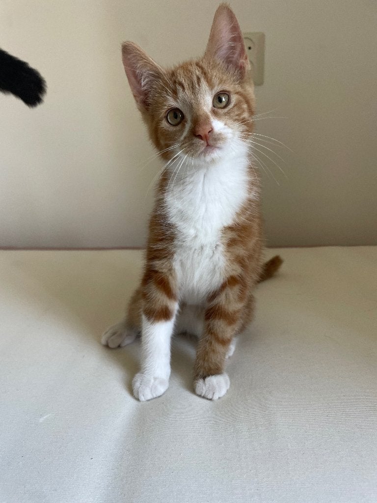 Kitten 3 maanden , rode kater, Kater, Ontwormd, 0 tot 2 jaar
