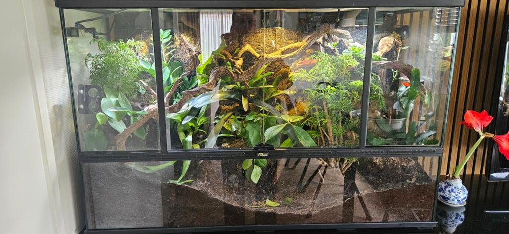 Prachtig compleet bioactief terrarium met 3 Gargoyle gekko's, Dieren en Toebehoren, Reptielen en Amfibieën, Hagedis, Met terrarium