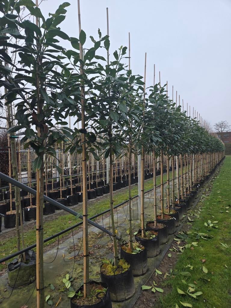 Laurier leilaurier prunus novita, Tuin en Terras, Planten | Bomen, Ophalen, Bloeit niet, Halfschaduw, 100 tot 250 cm