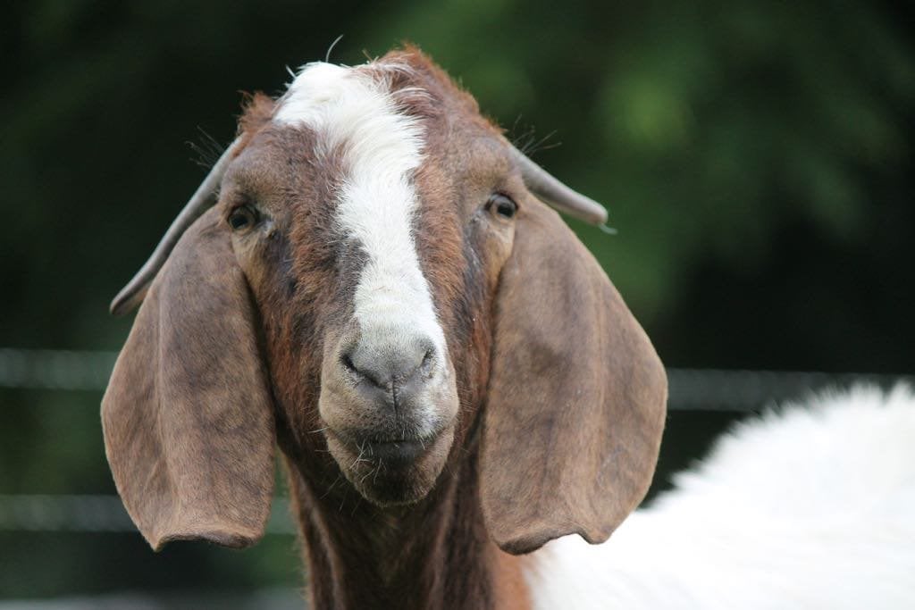 Goede Boerbok gezocht, Dieren en Toebehoren, Mannelijk, Geit
