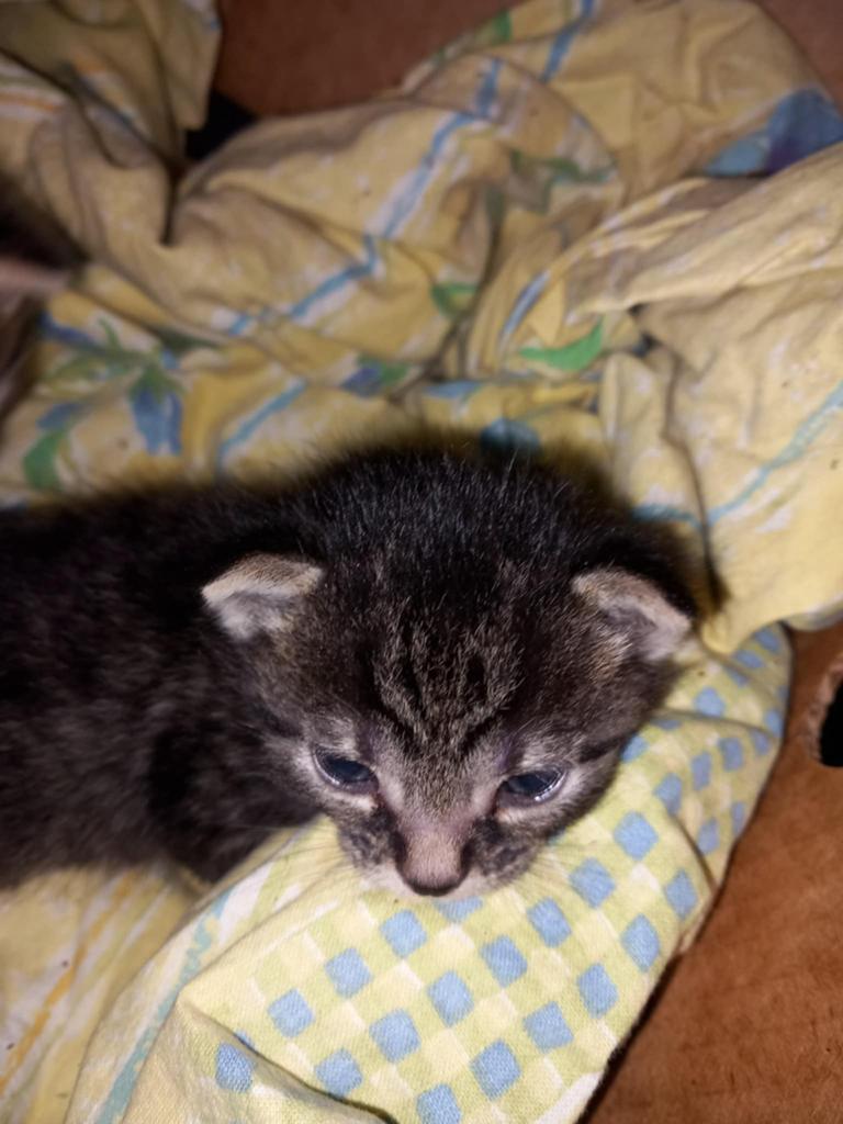 5 kittens, Meerdere dieren