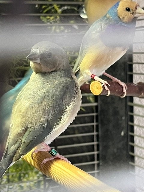 5 mooie blauwe gouldamedines 2026, Dieren en Toebehoren, Vogels | Overige Vogels, Geslacht onbekend, Tropenvogel, Geringd