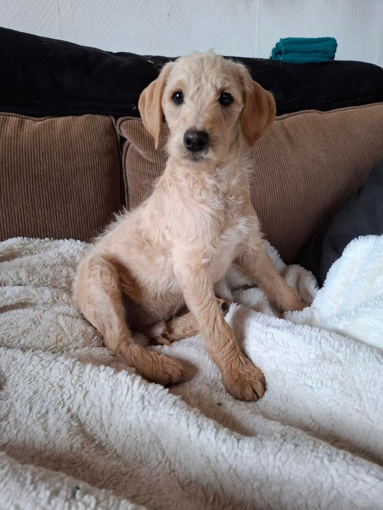 Lieve sociale kleine medium labradoodle pups, 15 weken tot 1 jaar, Overige rassen, Meerdere, Meerdere dieren