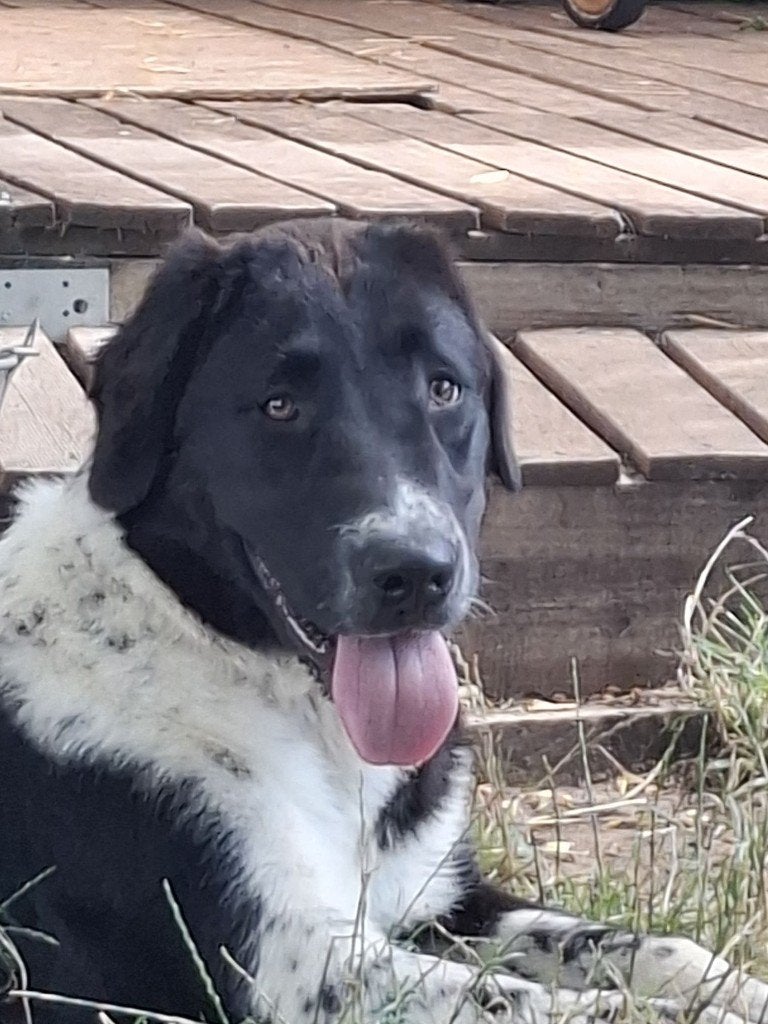 Alabai/Centraal-Aziatische Owcharka teef 7 mnd met stamboom, Dieren en Toebehoren, Honden | Herdershonden en Veedrijvers, Fokker | Hobbymatig