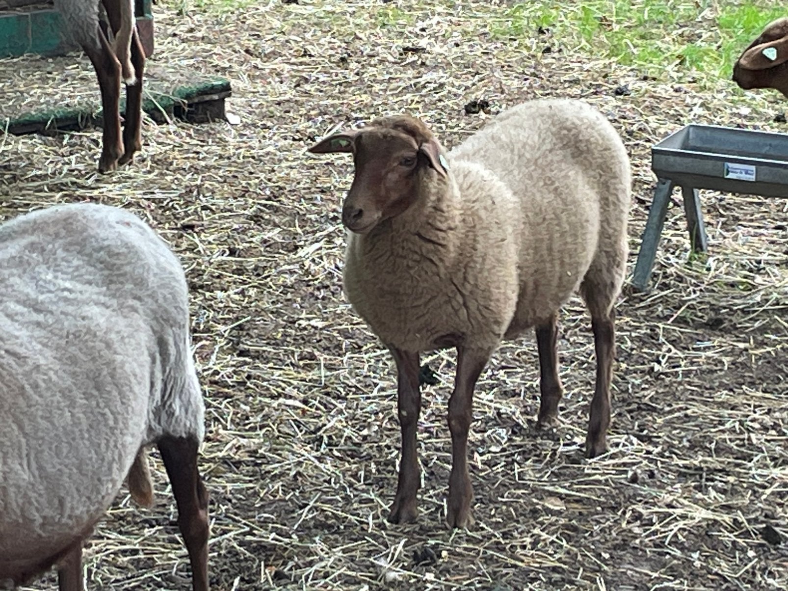 Ooi lam Coburger Fuchs, Vrouwelijk, Schaap, 0 tot 2 jaar