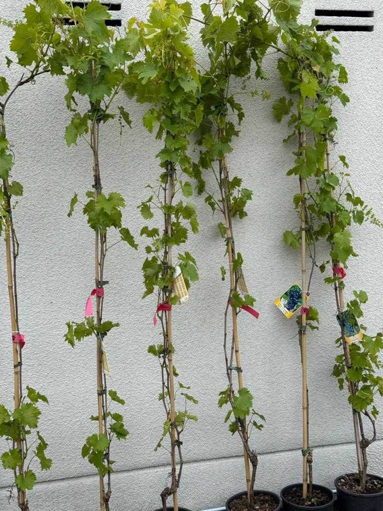 Blauwe druif italiaanse import lengte 200cm plus 29,50 stuk, Tuin en Terras, Ophalen, Volle zon, Vaste plant, Klimplanten