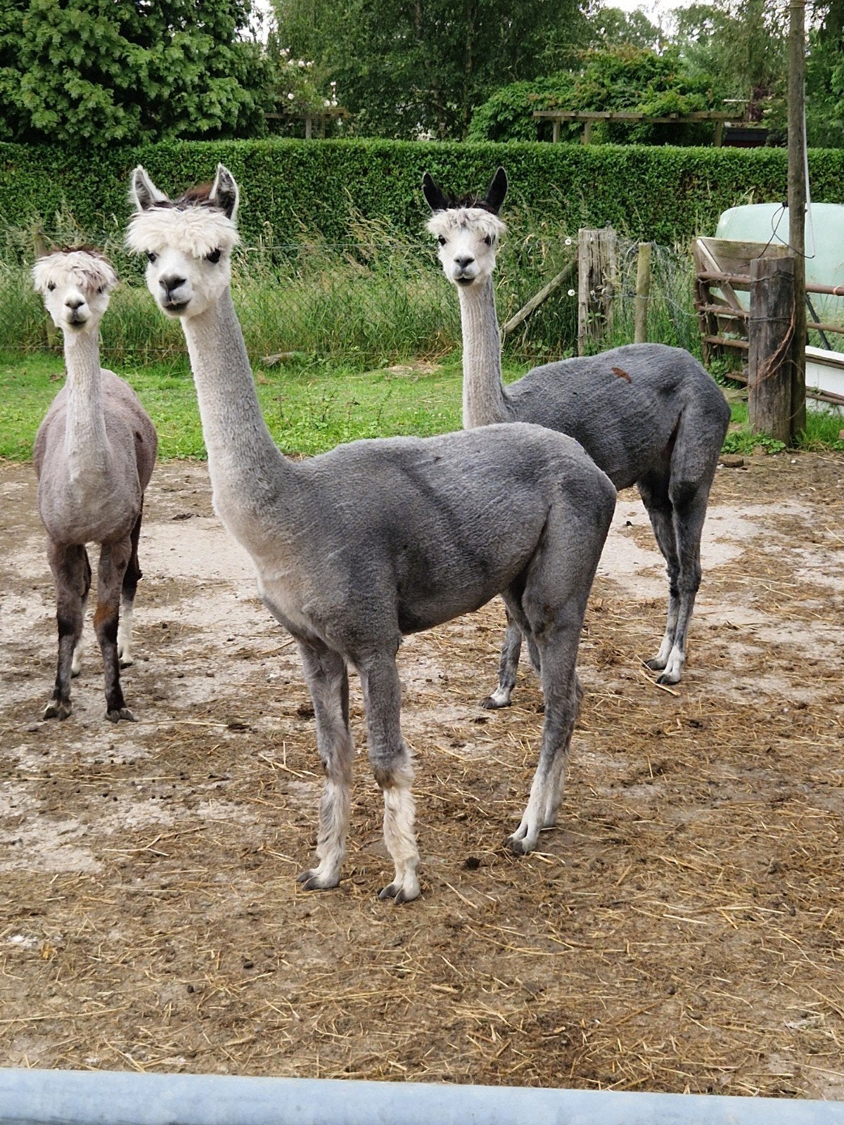 3 Alpaca merries drachtig, Dieren en Toebehoren, Juni, Vrouwelijk