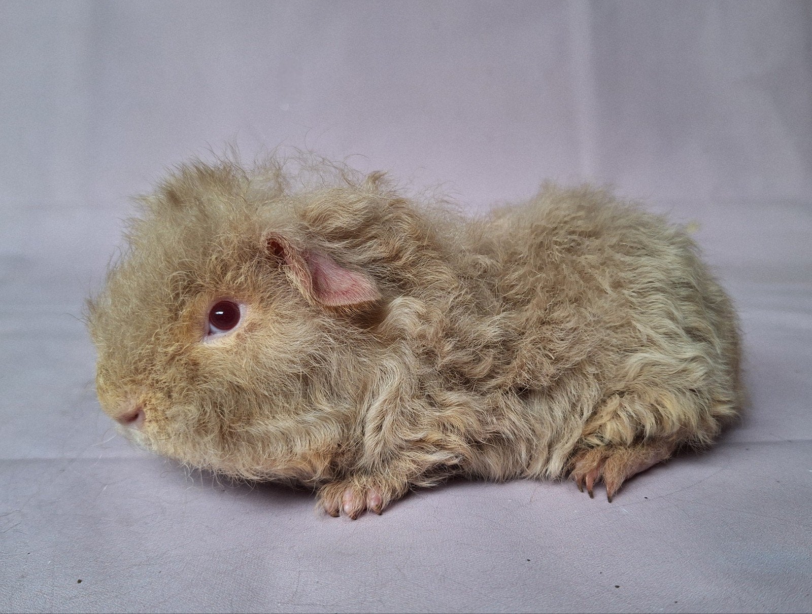 Jong Merino beertje - beige otter, Dieren en Toebehoren, Knaagdieren, Mannelijk, Cavia, Mei, Tam