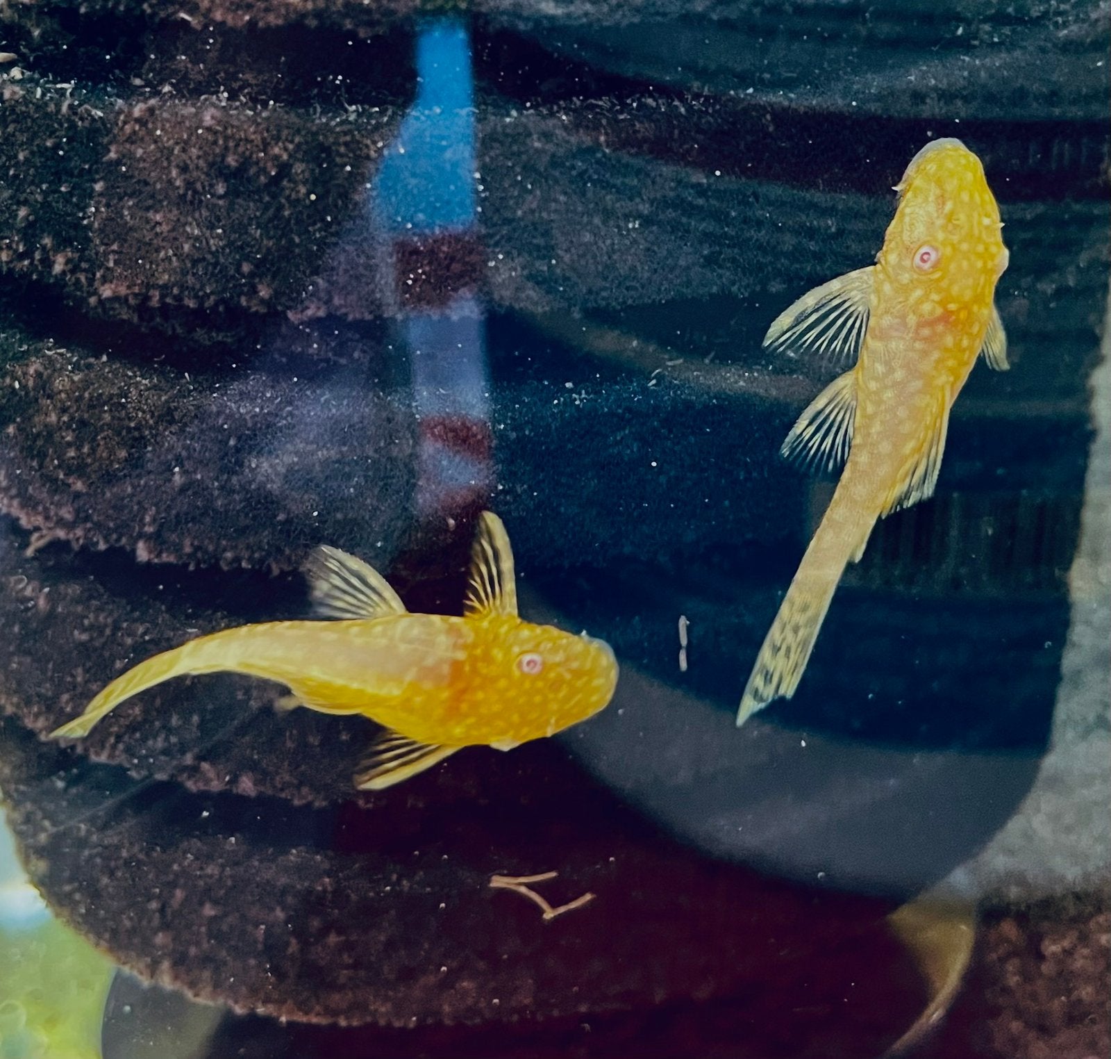 Ancistrus Albino (Borstelneus, Algeneter), Dieren en Toebehoren, Vissen | Aquariumvissen, Vis, Zoetwatervis