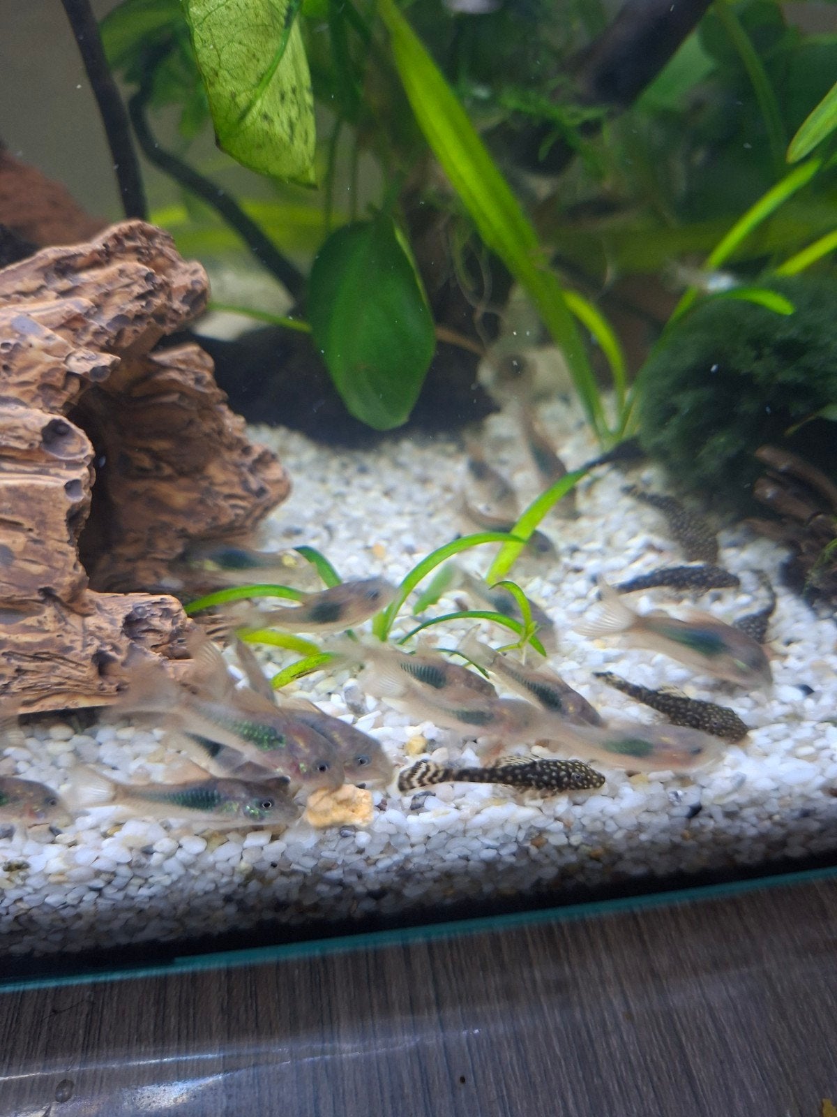 Venezuela coridori, Dieren en Toebehoren, Vissen | Aquariumvissen, Vis