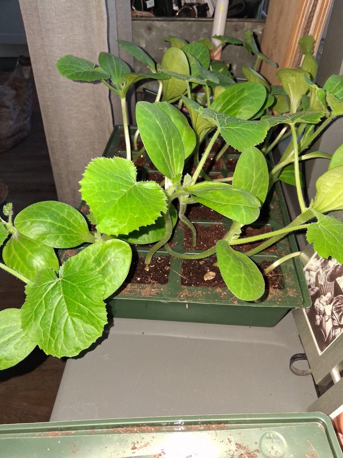 Courgette planten, Ophalen, Eenjarig, Groenteplanten, Volle zon