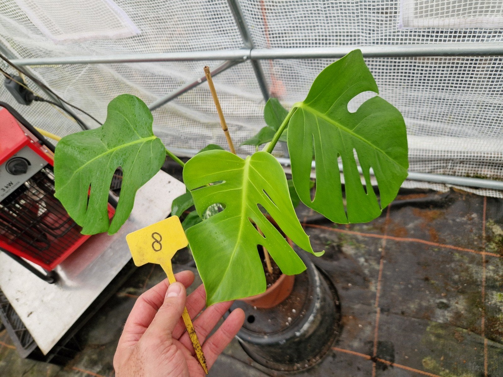 Monstera Variegata kamerplant mosstok #8, Ophalen of Verzenden, Halfschaduw, Minder dan 100 cm