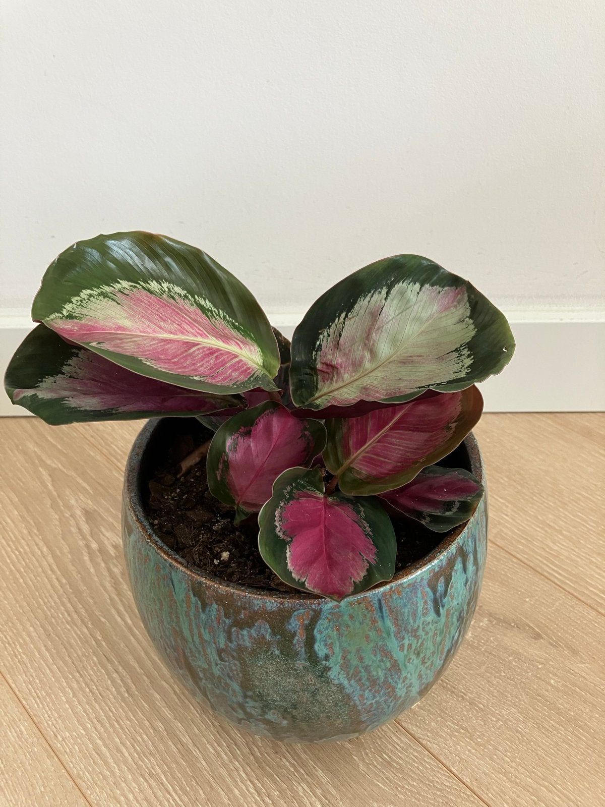 Calathea Crimson - Prachtige Kamerplant met Roze Bladeren, Ophalen, Overige soorten, Halfschaduw, Minder dan 100 cm