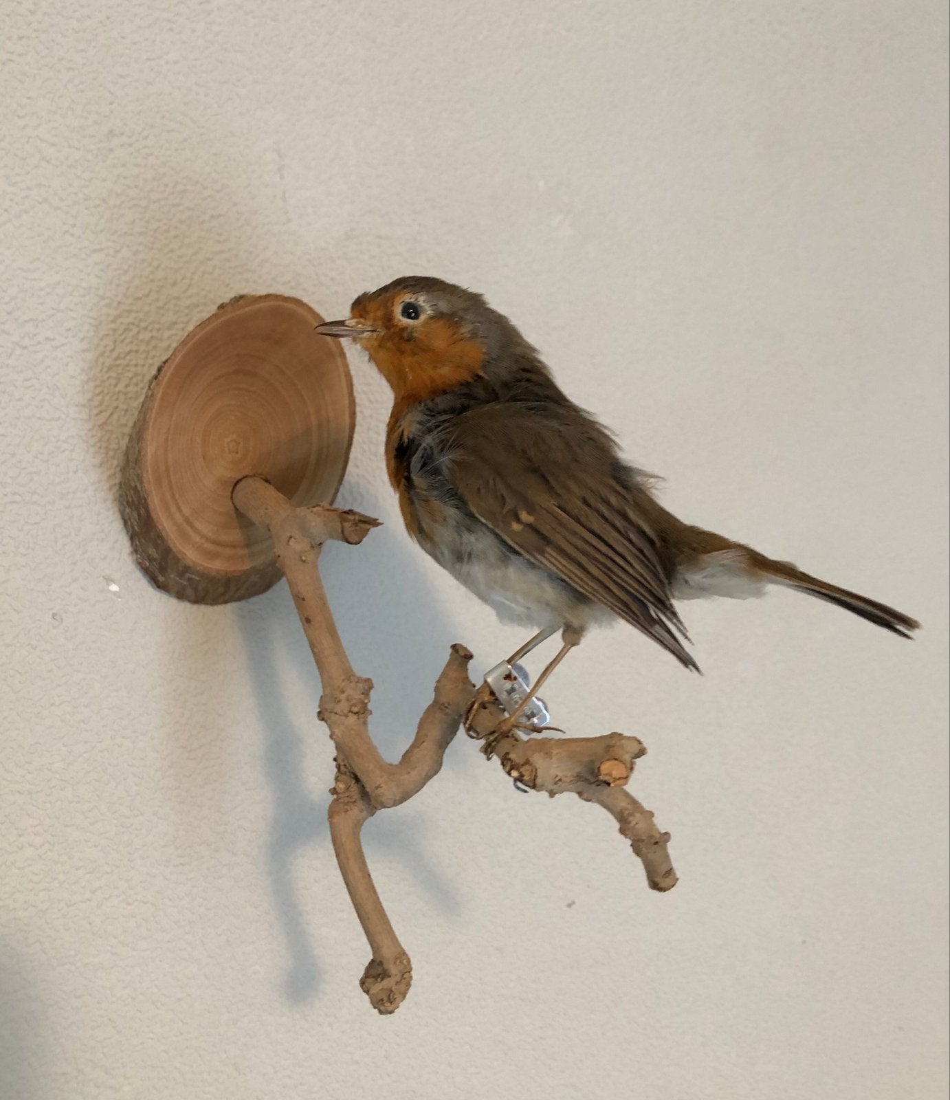 Opgezette Roodborst op Houten Standaard, Ophalen of Verzenden, Zo goed als nieuw