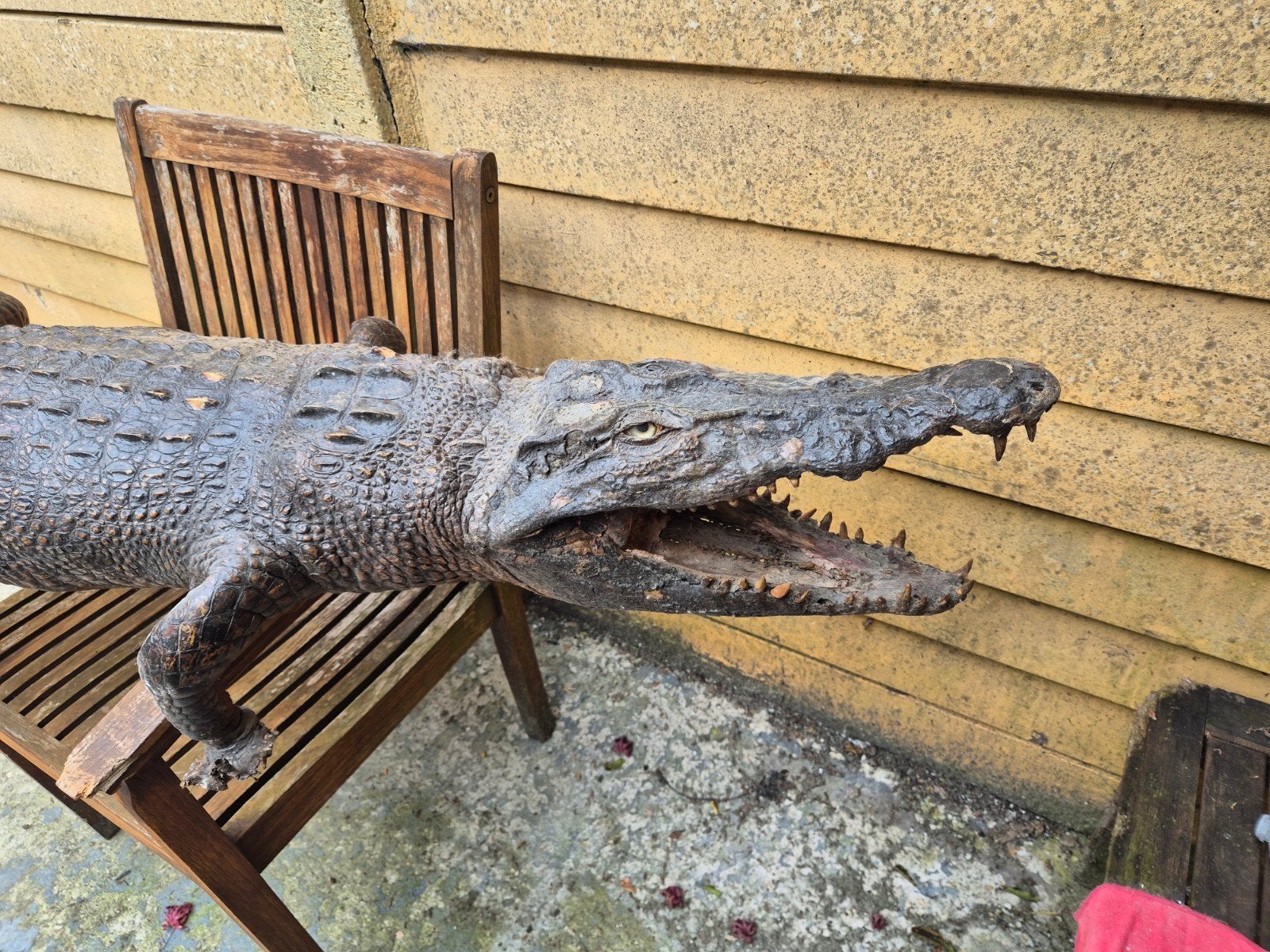 Groot opgezette krokodil - indrukwekkend decoratiestuk, Ophalen