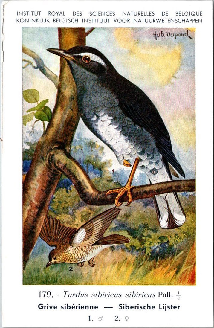 Sibirische lijster / Siberian Thrush – Nº 179 – (KBIN), Verzenden, 1940 tot 1960, Ongelopen, Vogel