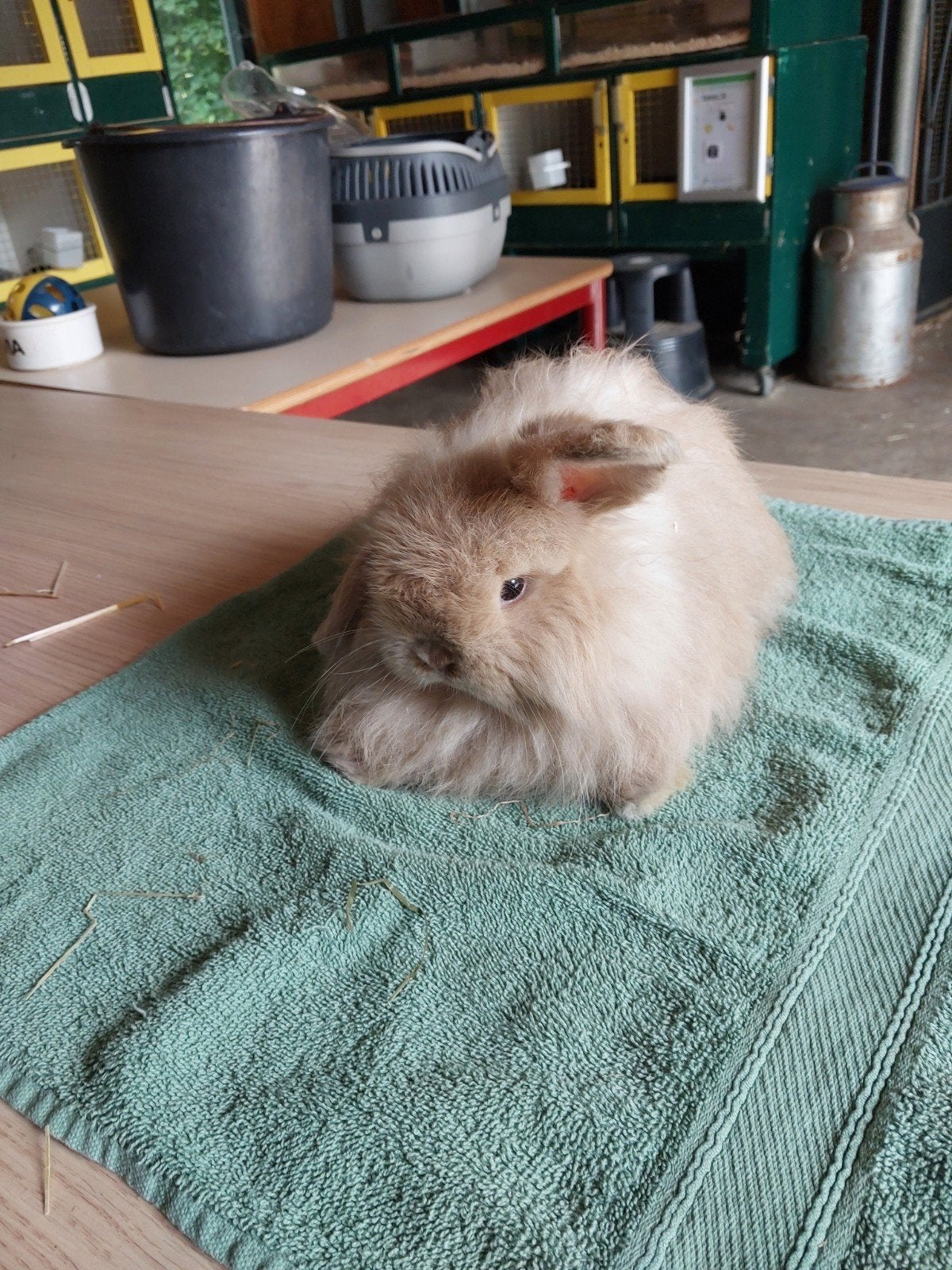Te koop mini lop konijn voedster., Dieren en Toebehoren, Konijnen, Vrouwelijk