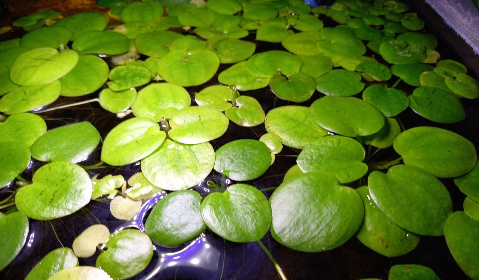 amazone kikkerbeet Limnobium laevigatum aquarium drijfplant, Ophalen of Verzenden