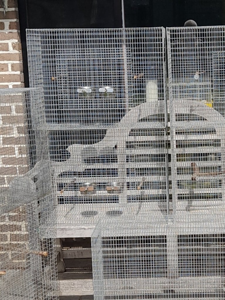 Zeer praktische draad kooien, Dieren en Toebehoren, Ophalen, Metaal, Vogelkooi
