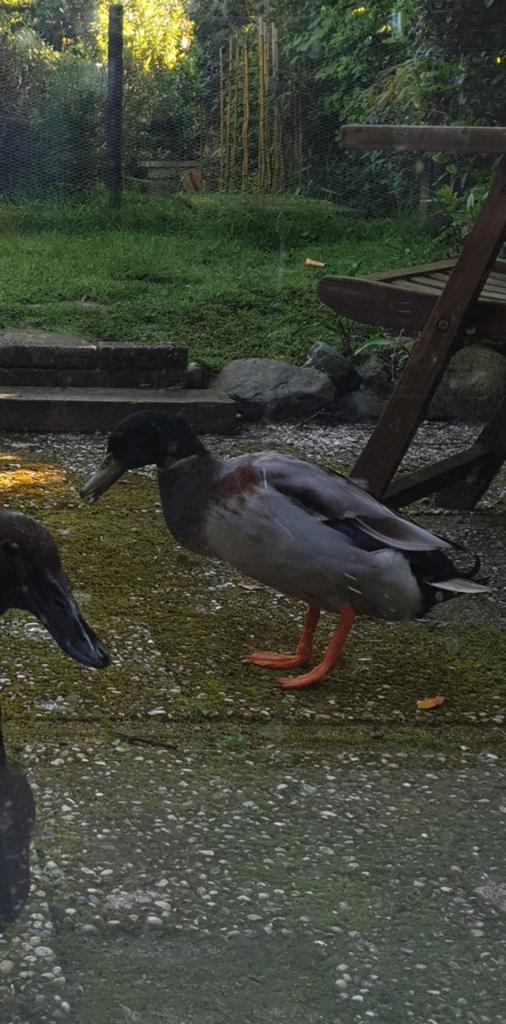 Woerd zoekt nieuwe familie, Dieren en Toebehoren, Mannelijk