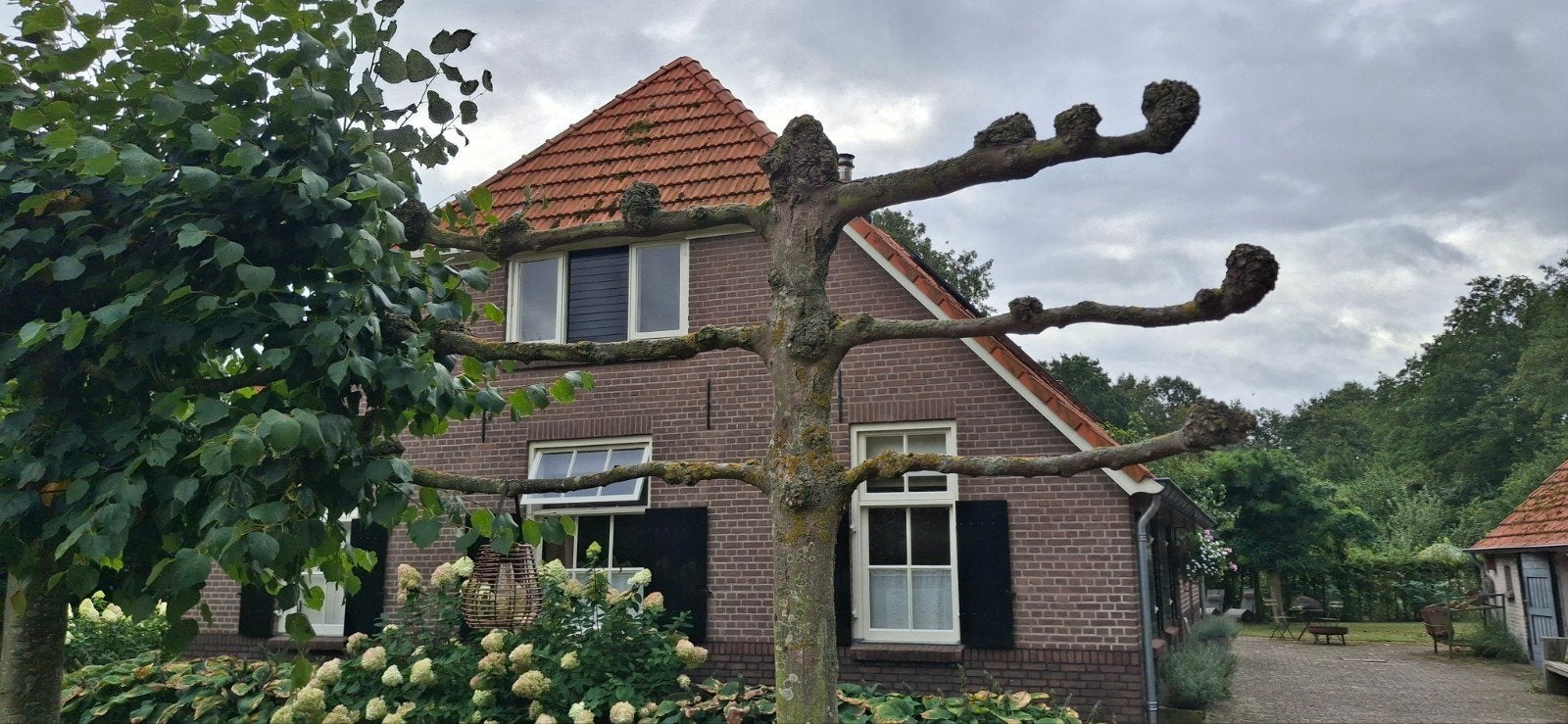 Dode Lindeboom Decoratie - Uniek Tuinelement, Bloeit niet, Leiboom, 250 tot 400 cm, Ophalen