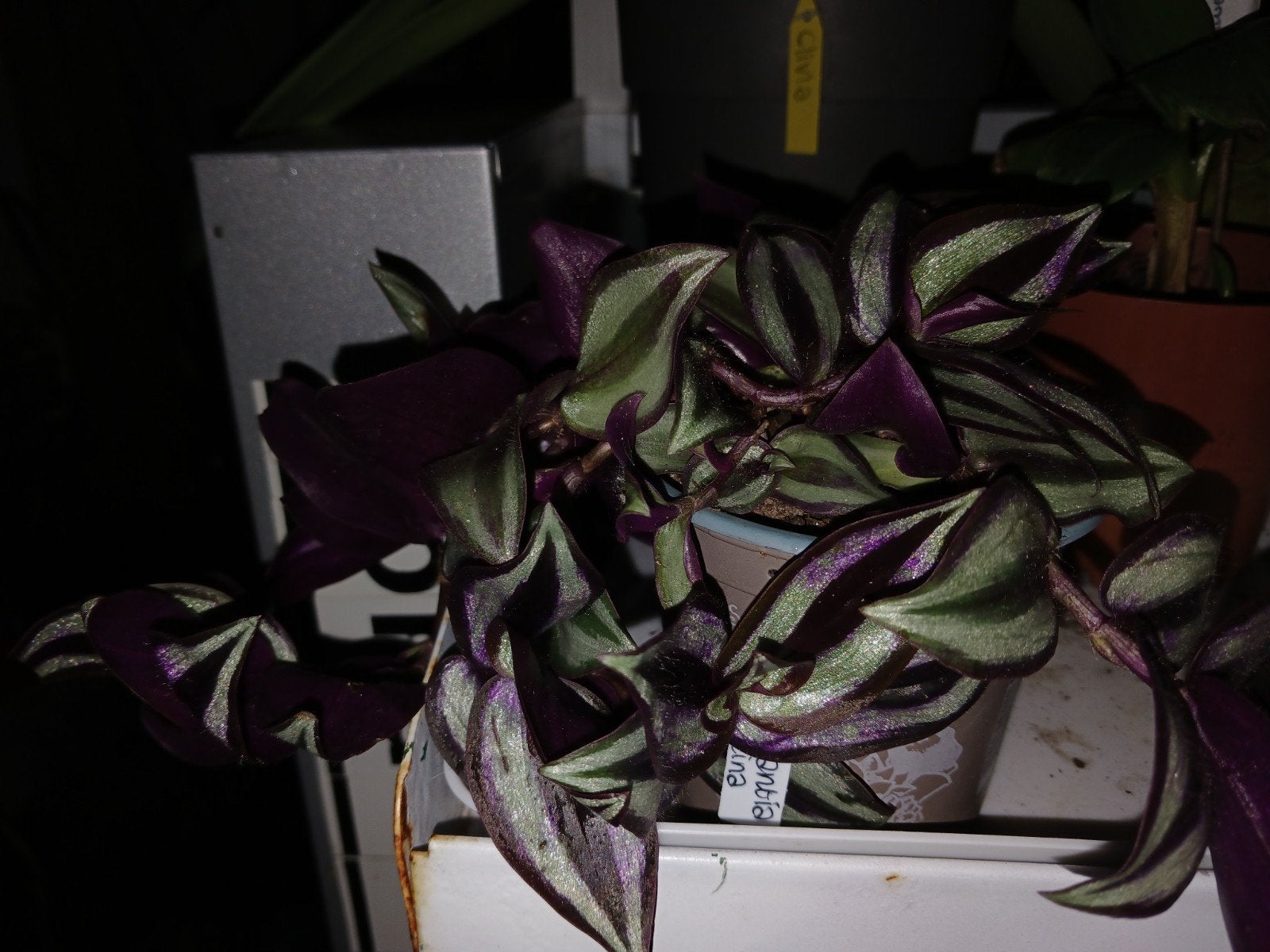 Tradescantia Zebrina plant, Ophalen, Halfschaduw, Minder dan 100 cm