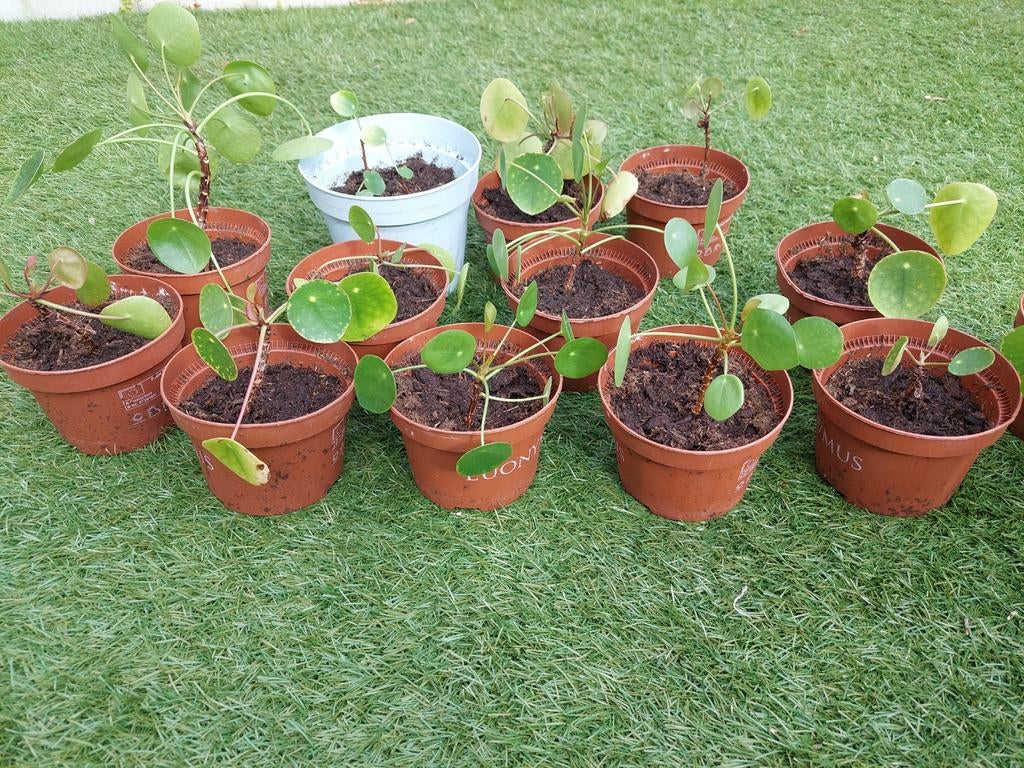 Pannenkoekenplantjes (Pilea Peperomioides) - Jonge planten, Tuin en Terras, Planten | Tuinplanten, Vaste plant, Bloeit niet, Halfschaduw