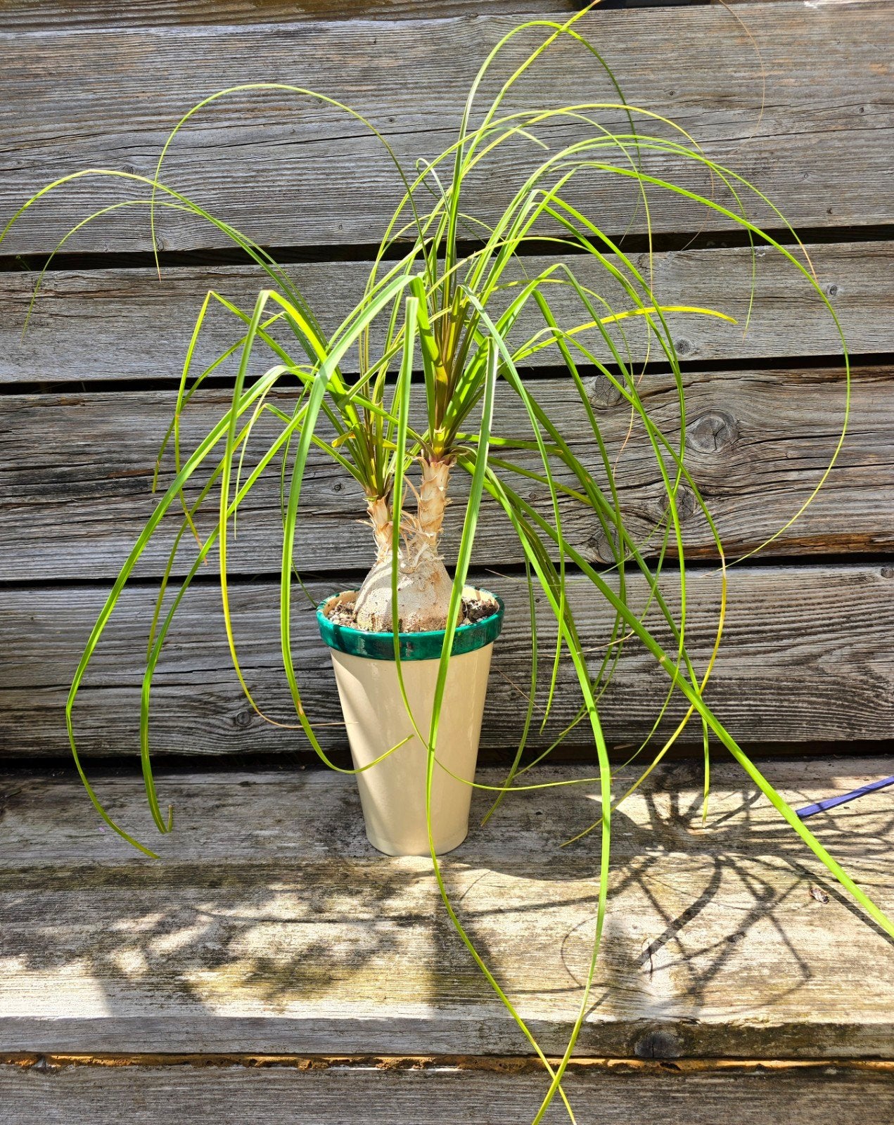 Beaucarnea recurvata met sierpot., Ophalen of Verzenden, Halfschaduw, Minder dan 100 cm