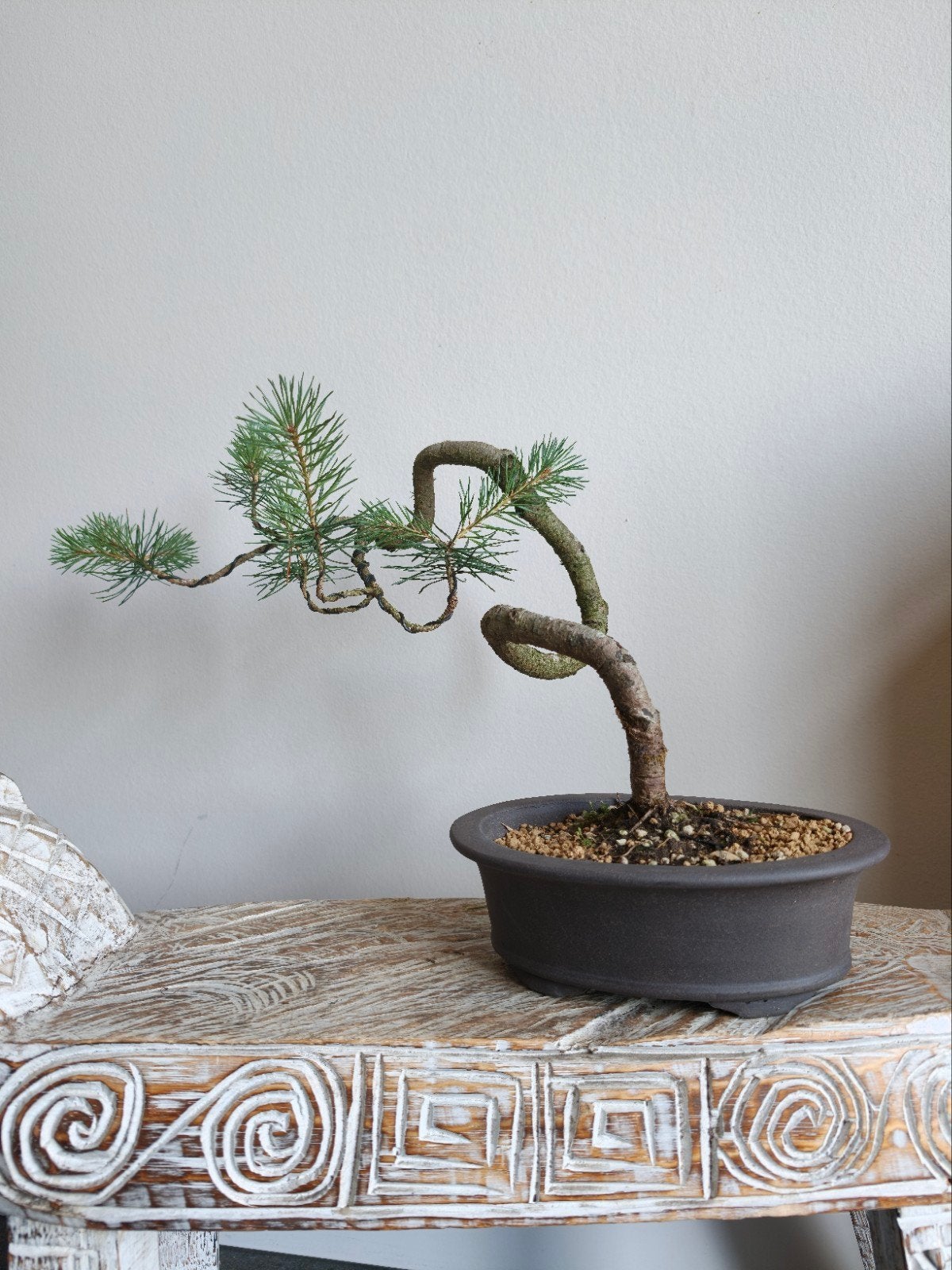 Pinus Sylvestris Bonsai, Bloeit niet, Halfschaduw, Minder dan 100 cm, Overige soorten