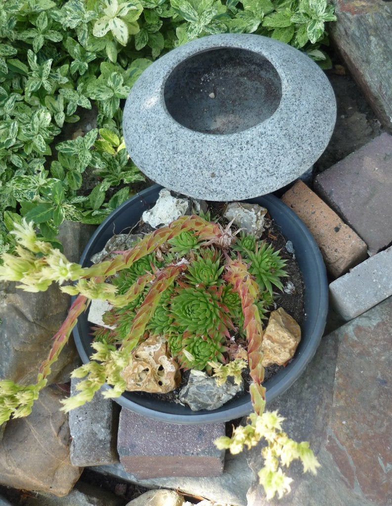 cactus pot, Ophalen of Verzenden, Cactus, Volle zon, Minder dan 100 cm