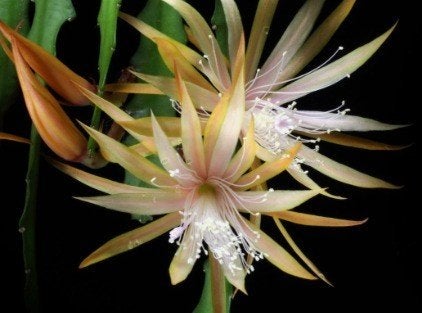 epiphyllum cactus dietmar paetz gewortelde stekken, Minder dan 100 cm, Bloeiende kamerplant, Halfschaduw, Ophalen of Verzenden