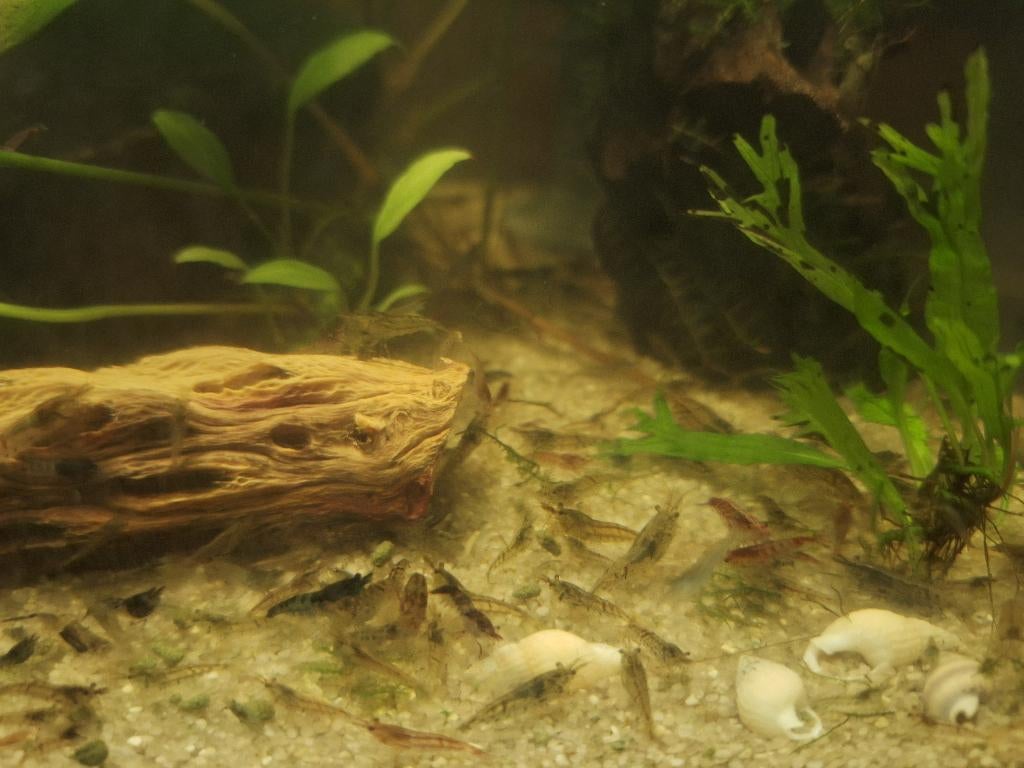 Neocaridina garnalen en oranje posthoornslakken, Dieren en Toebehoren, Kreeft, Krab of Garnaal, Zoetwatervis, Schoolvis